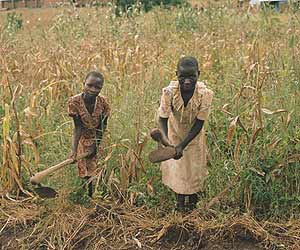 Hambre, &iquest;qui&eacute;n es el responsable? (10)